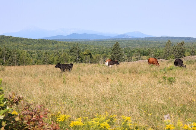 Patten's outskirts are filled with rural farm land.