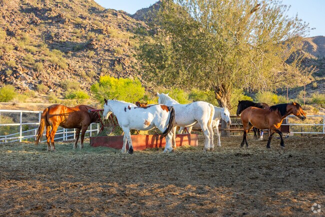 Ahwatukee's equestrian community shares a love for horses and the serene beauty of riding.