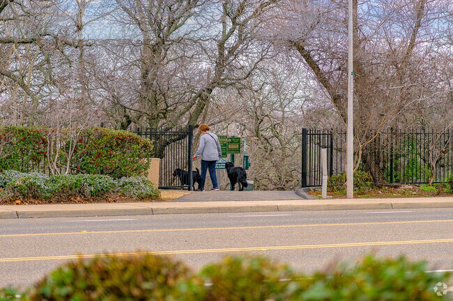 Lady walks two dogs through nature saturated Clarke Dominguez Trail in Whitney Oaks.