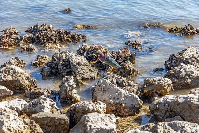 Sit on the water's edge watching the waves and nature in the Bay Pines neighborhood.