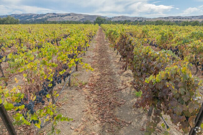 Vinsanto is surrounded by beautiful vineyards that come to life every year.