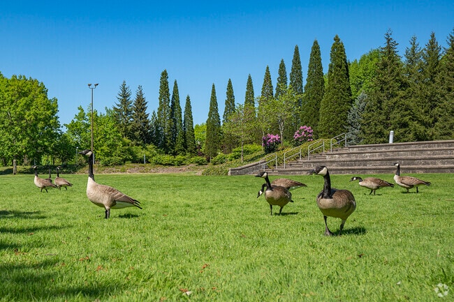 Geese frequent the greens at Amberglen Park.