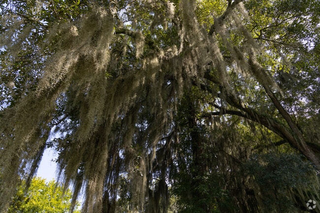 Homes in Magnolia Park-Blueberry Hill are shaded by mossy oak trees.