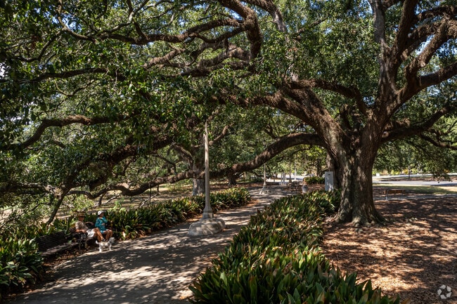 Enjoy the shade of large live oak trees in the Garden District.