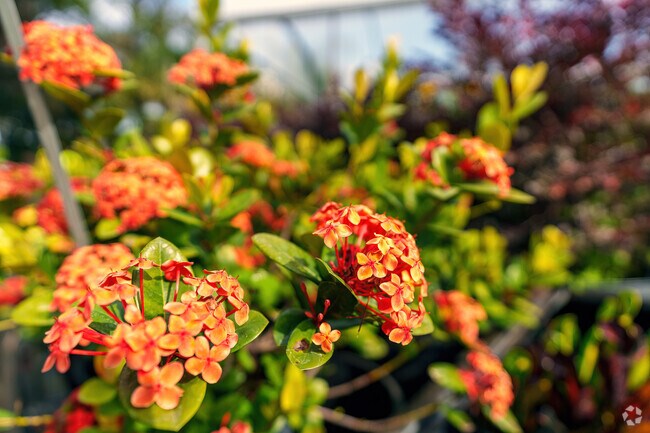 Pell's Citrus and Nursery in Osteen showcases delightful flowers.