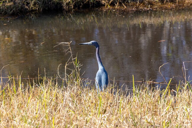 There are lots of beautiful birds on the banks of Pottsburg Creek.
