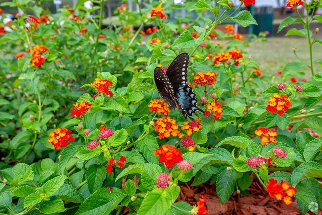 Wildflowers located in downtown Grovetown give the butterflies plenty of flowers.