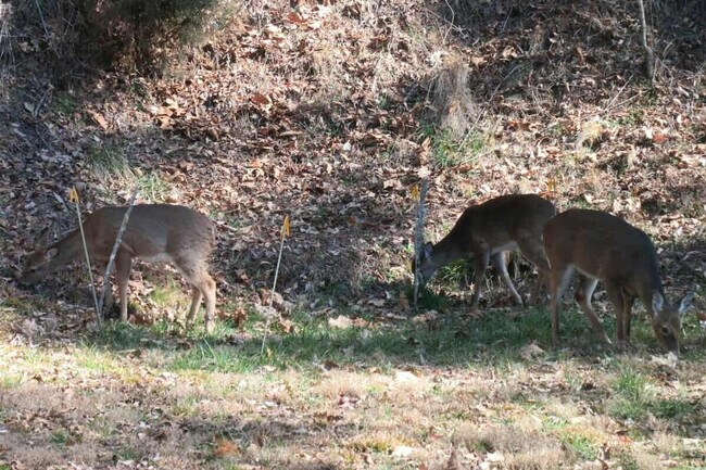 121 Sawmill Springs Rd unit ID1297612P, Bryson City, NC 28713 - photo 5