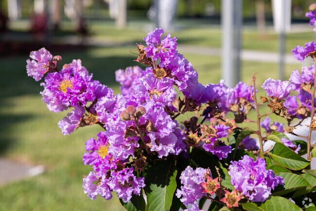 Colorful flowers blossoming in  Highlands neighborhood