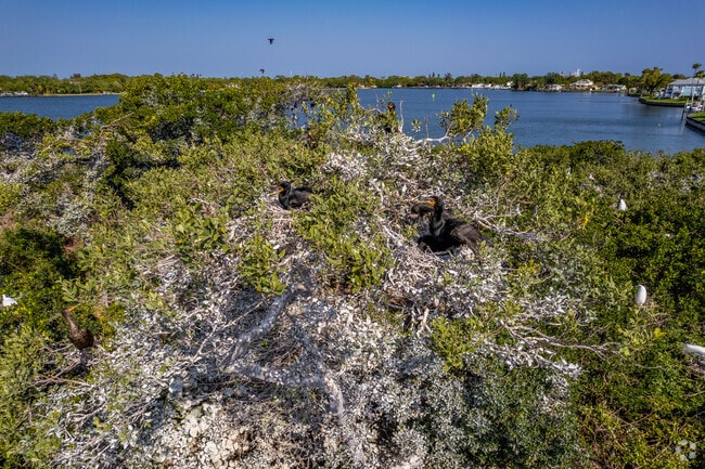 Just a short kayak trip away from Coquina Key is the bird island observation.