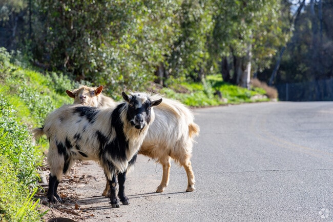 Some West San Dimas properties feature acreage suitable for animals.