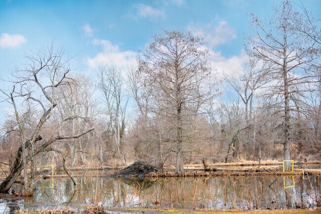 In late summer look for beaver dams in the center of the Aquatic Gardens in Kenilworth.