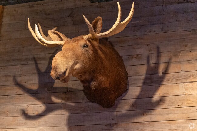 A moose head at the Windbag Saloon is a quirky highlight in North Central's lively scene.