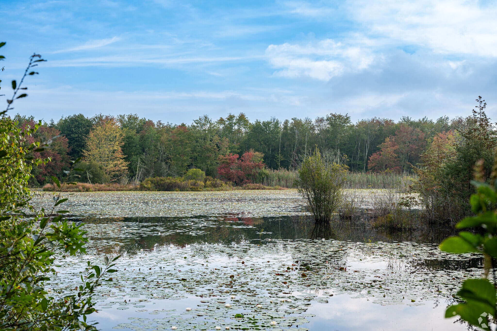 Take a walk around Acushnet Cedar Swamp just a short drive from Park Hill Acres.
