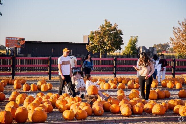 The City of Lathrop Del Osso Family Farm Annual Pumpkin Maze is one of the largest events in the area