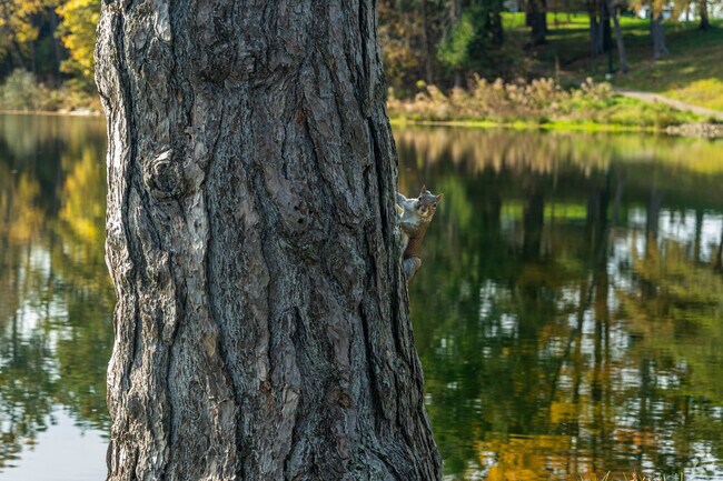 A variety of wildlife can be found in Clarks Green.
