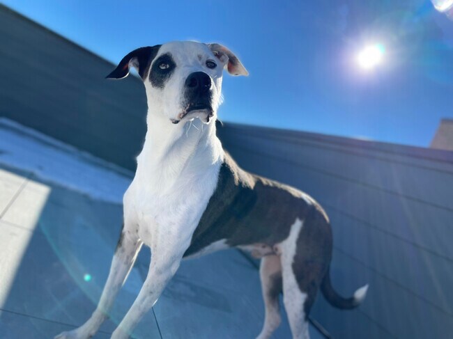 Agent Photo