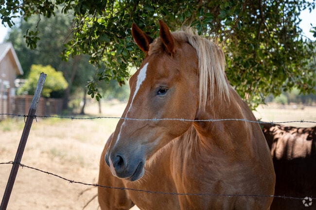 Some properties in Geyserville include horse acreage for an equestrian feel.