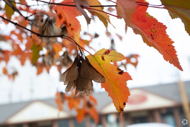 Turning leaves provide a colorful backdrop to Baldwinsville's autumn.