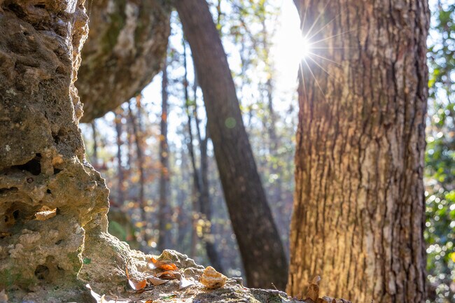 Peachtree Rock Heritage Preserve is 460 acres of protected land just outside of Gaston, SC.