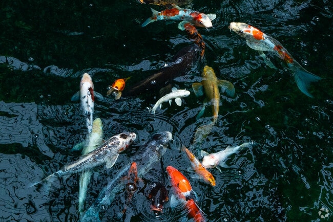 Colorful koi can be found at several locations within the conservaatory at Garfield Park,