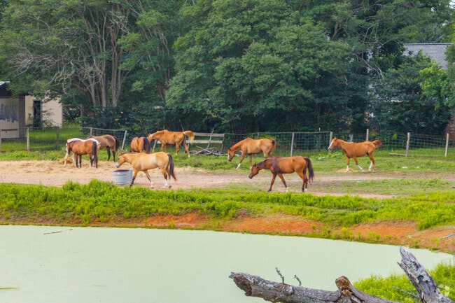 Horse enthusiasts in Lake Windcrest can head to Goslin-Nix Equestrian Center to take a ride.