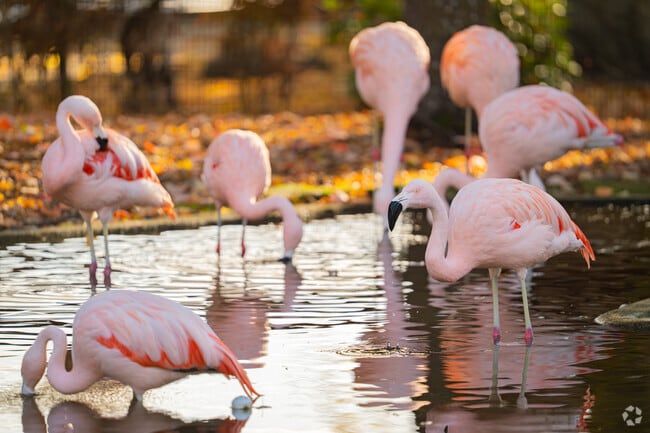 Flamingos wade in the water at Winston’s Wildlife Safari.