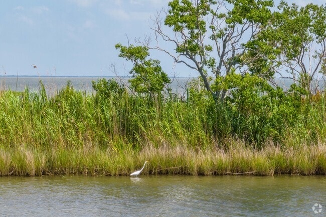 Wading birds hunt along Lake Pontchartrain marshes near Lake Catherine.