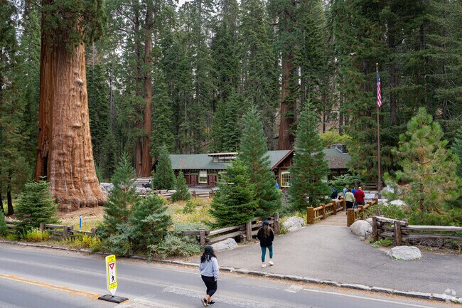 Visitors walk past the giant trees in Sequoia National Park.