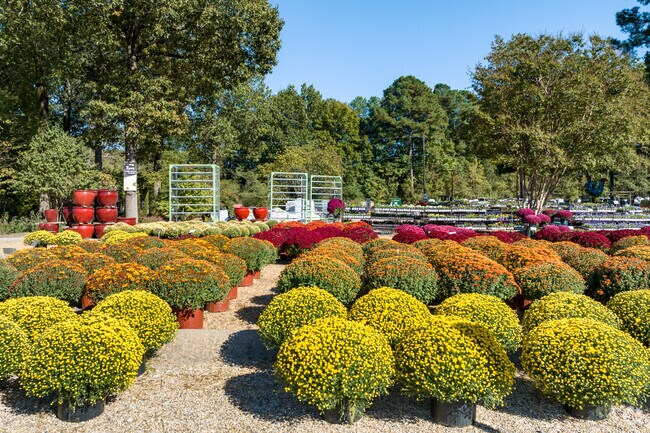 Flowers in many colors are blooming at Good Earth Garden Center.