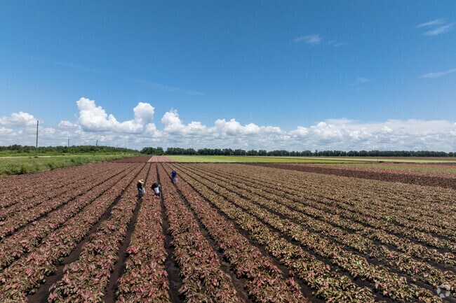Lake Placid is known as the Calladium Capital of the World.