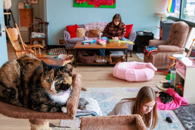 Come play with the kitties and get a coffee at Pawsitivitea CNY Cafe & Cat Lounge near Lyncourt.