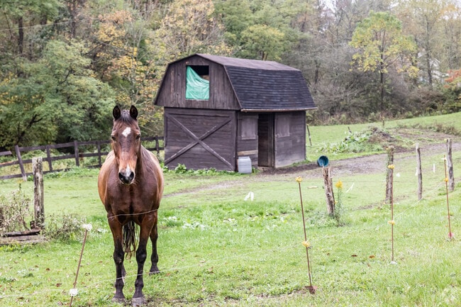East Taylor is home to many four-legged residents as well.