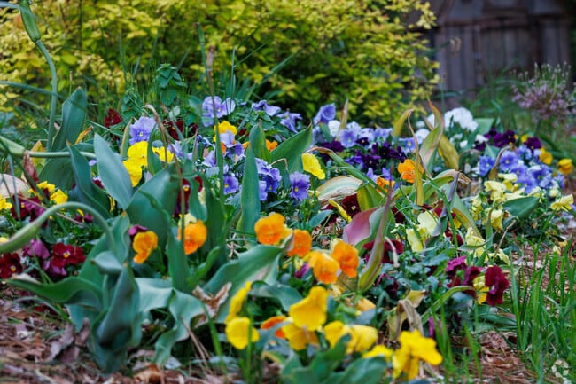 Residents take pride in their yards by planting beautiful flowers.