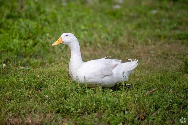 West End features local wildlife along the waterways.
