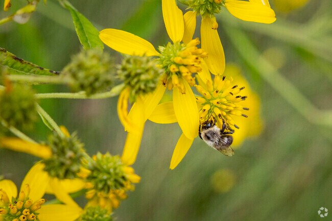 Those who enjoy wildflowers and wildlife will love Waite Hill.