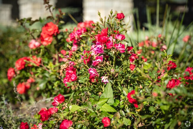 Red flowers are a common sight throughout the Dillonvale neighborhood.