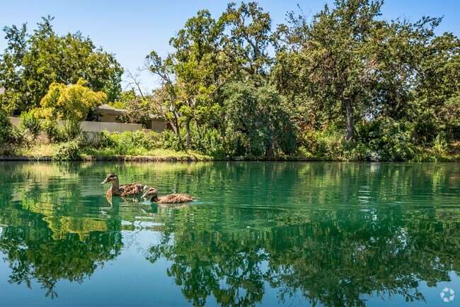 Howe Community Park, in Fulton-El Camino, has a small lake with ducks and geese.