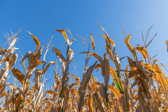 Forreston is surrounded by farms and cornfields.