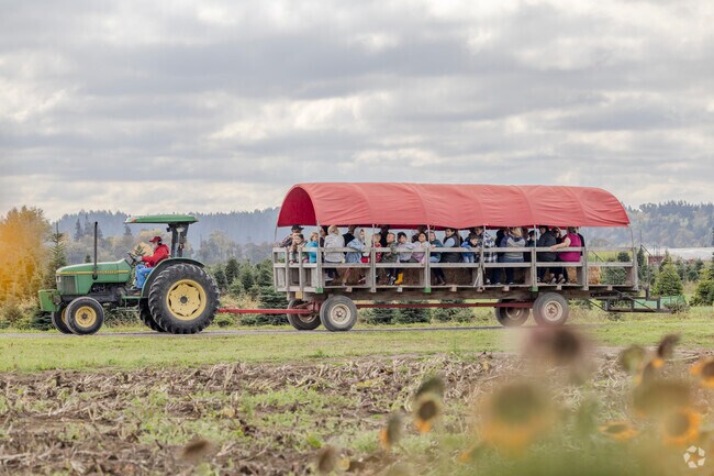 Don't forget the corn maze while visiting Shilters Family Farm near Nisqually Indian Community.