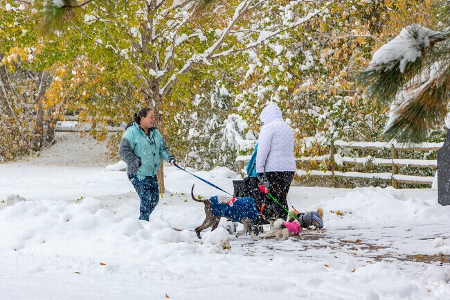 Even in the snow dog walkers congregate at Parfet Park in Golden.