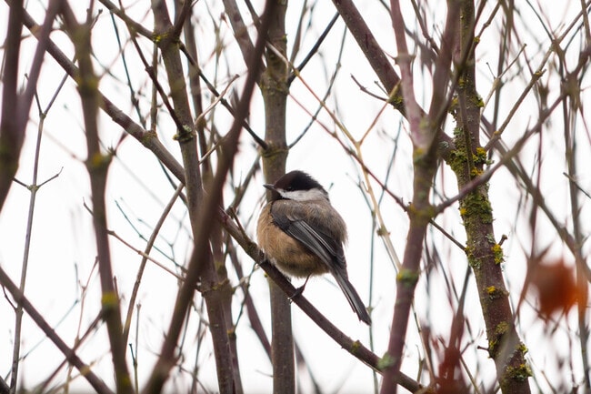 Plenty of birdwatching in Northeast Bellevue.