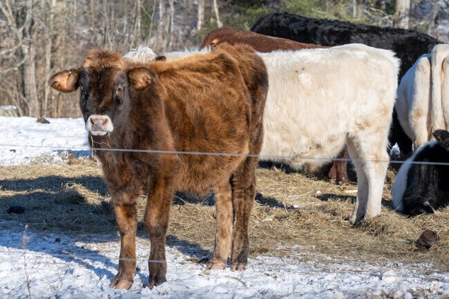 Cattle look out of a farm in Warwick.