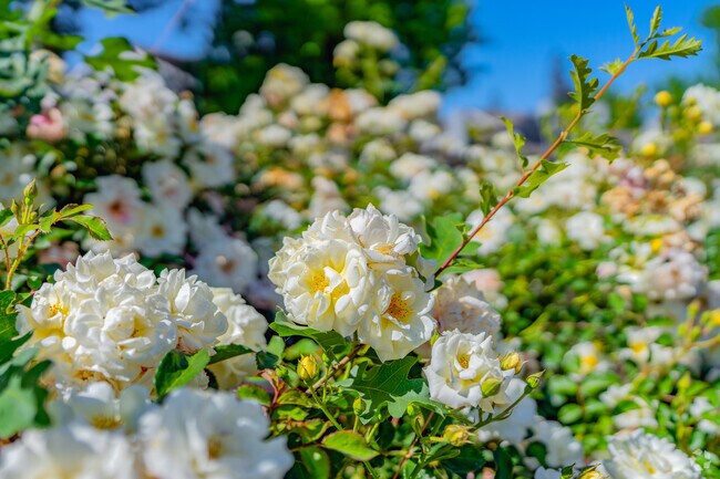 Flowers blossom in the Sunset Whitney niehborhood.