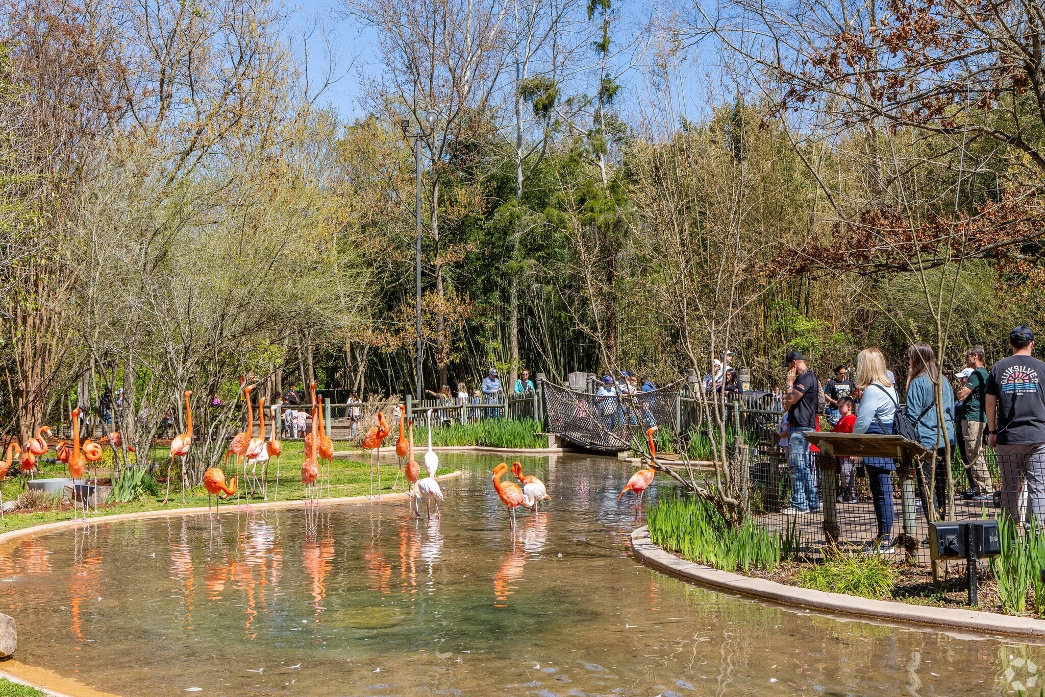 The flamingos love the attention of all the guests at the Nashville Zoo at Grassmere.