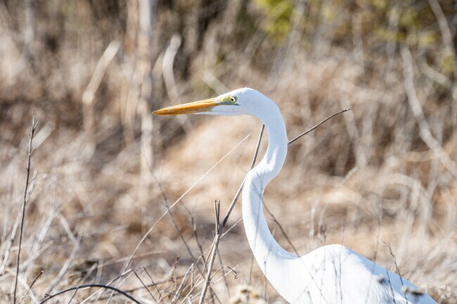Fairview Park in Costa Mesa has several wetland habitats, where you can observe wildlife.