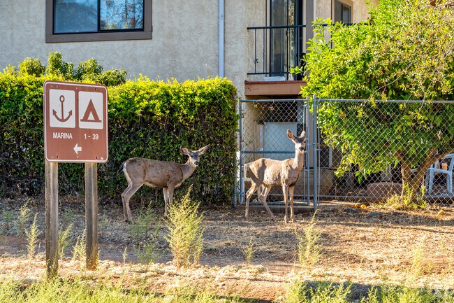Deers can be seen roaming around in Kelly Ridge.