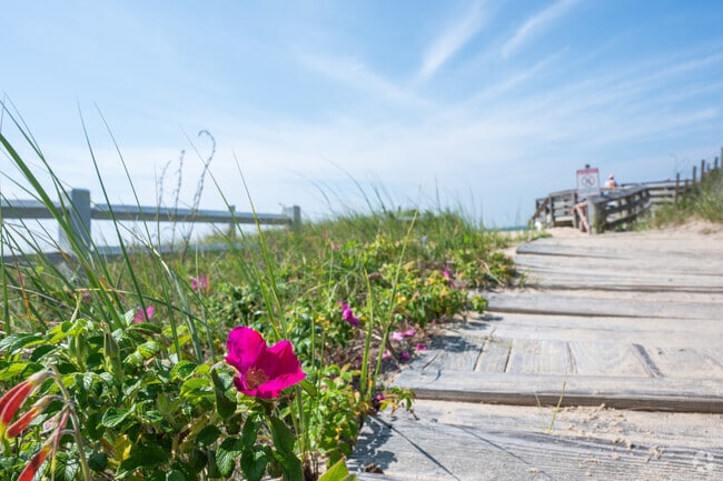 Vibrant beach roses line the boardwalk leading visitors to South Cape Beach.