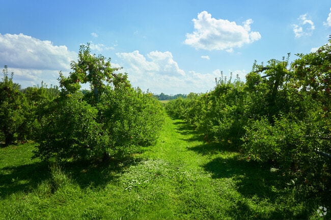 Hilton's beautiful apple orchards are celebrated in the Annual Applefest.