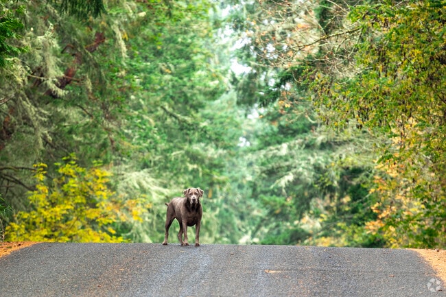 Rural streets are common in Longbranch and so is the neighborhood watch dog.
